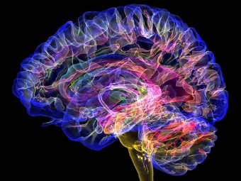 欧美口交AAAA大黄片级片大脑植入物有助于严重头部损伤恢复